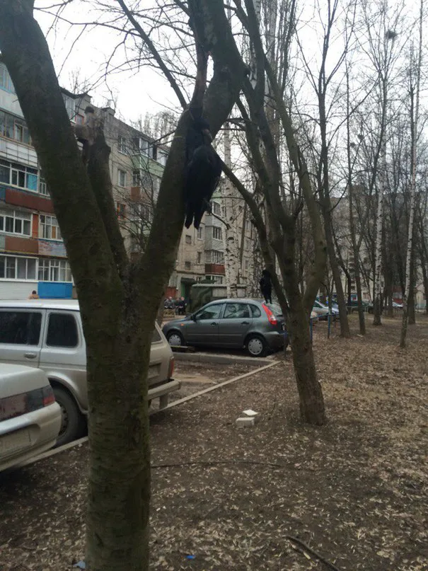 В Рязани убивают грачей, потому что те громко кричат