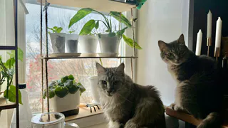 Выращивают годами — и даже не понимают: 5 комнатных растений, которые многие портят неправильным уходом
