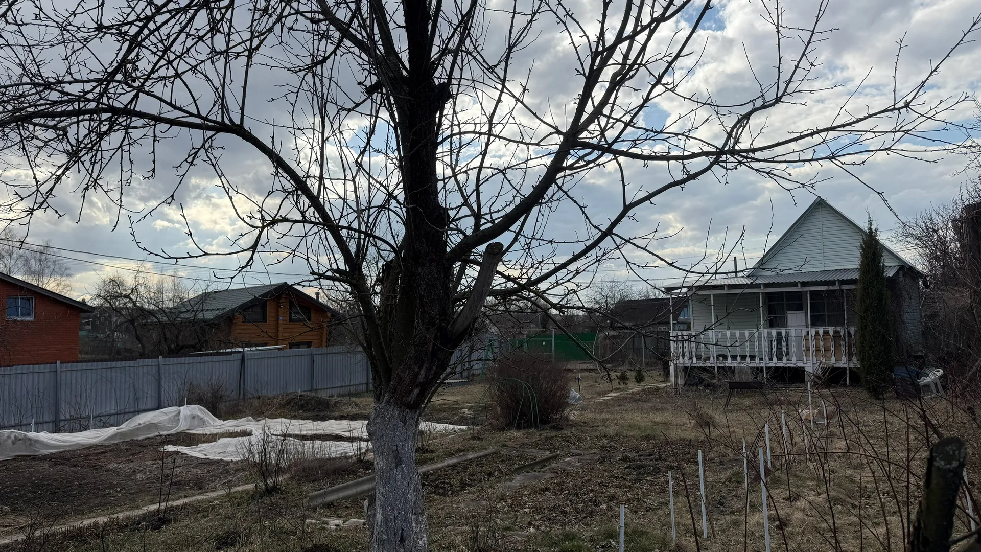 Клен засох и поросль полегла: убрать дерево помог простой способ — сработает с любой другой породой