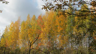 В Сасовском лесу нашли останки тела рязанца