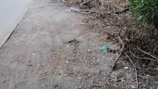 Мэрия: спиленные деревья на Бутырках уберут на этой неделе