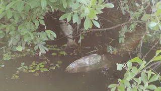 Под Рязанью рыбаки нашли водоём с мёртвой рыбой