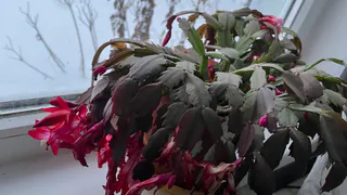Герань и декабрист скажут спасибо — провереная копеечная подкормка, которая делает ваши растения пышными и яркими