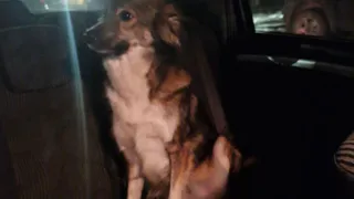 11 дней под завалами: в Рязани спасли собаку семьи, которая погибла после атаки БПЛА