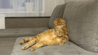Зачем коты топчут нас лапками и мурчат: 3 тайных послания, которые питомец пытается до вас донести