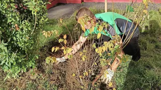 В Рязани к ноябрю посадят 170 новых деревьев и кустарников из местного питомника 
