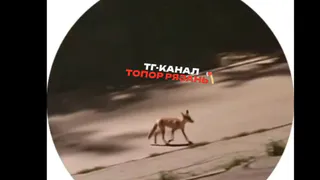 Лиса с опасным поведением бродит по Рязани
