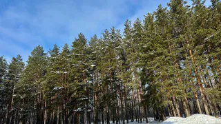 В рязанских лесах могут появиться голодные медведи из-за аномальных снегопадов