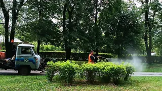 Кремлёвский сквер в Рязани обработали от шелкопряда