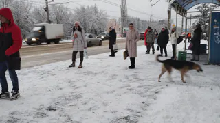 Бастрыкин поручил возбудить уголовное дело из‑за бездействия по отлову собак в Рязанской области