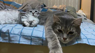 Где нельзя гладить кошку: зоопсихологи назвали 7 запретных точек - обходите их стороной при ласках