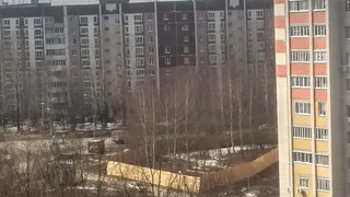 В Дашках вырубили березовый сквер, который пытались спасти рязанцы