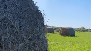 Жители деревни под Рязанью жалуются на гниющие овощи на полях