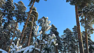 Представители министерства природы рассказали, когда начнется охота в Рязанской области
