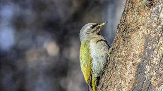 Жители Рязани засняли краснокнижную птицу