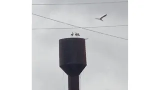 Аисты свили гнездо на водонапорной башне в Рязанской области