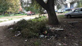 Спиленное дерево стало пристанищем бомжей