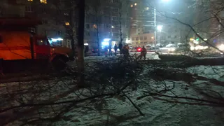 Фото-факт: на Народном бульваре рухнуло дерево