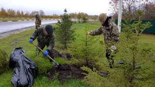В Рязани высадили 495 тысяч деревьев