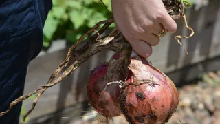 "Луковица будет с два кулака": кормим лук в июле, и он отблагодарит богатым урожаем