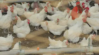 Рязанские домохозяйки останутся без турецкой курочки на Новый Год