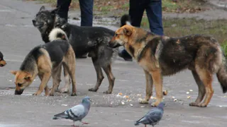 Бросаются на людей: у проходной Станкозавода поселилась свора бродячих собак