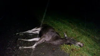 Пенсионер сбил лося на участке с предупреждающим знаком. Новые  подробности