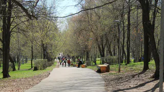 В центральном парке Рязани вырубают деревья
