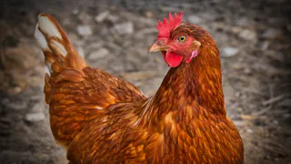 Рязанская птицефабрика развешивала трупы птиц на деревьях