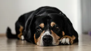 Идеальны для спокойной жизни: 8 ленивых пород собак, которые составят вам компанию перед телевизором