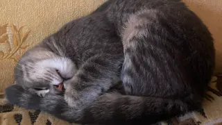Почему кошка спит "клубком": это не просто привычка, а сигнал, который нужно знать каждому хозяину