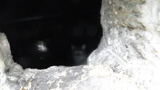 В  доме №16 на  Интернациональной кошек замуровали в подвале