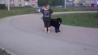 Народная жалоба.Рязанцы выгуливают собак без намордников на детских площадках