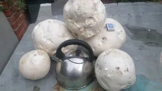 В Шацком районе собрали гигантские ложные дождевики 