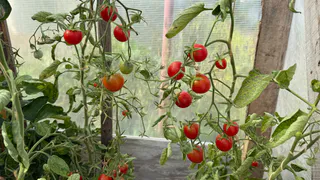 Сделайте эти 10 вещей в июле - и томаты вырастут крупными и мясистыми