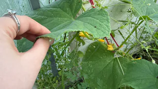 Паутинный клещ на огурцах — больше не проблема: для спасения кустов хватит одного препарата — вредитель исчезнет мигом