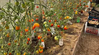 1 ложка в лунку - и собираем по 15 кг томатов с куста: помидоры здоровые, мясистые и сладкие