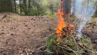 В Рязанской области 14 июня ожидается высокая пожарная опасность