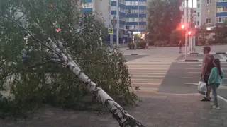 Жители Рязани обвинили строителей в гибели деревьев во время урагана