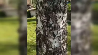 Жители Рязанской области записали на видео массовую атаку шелкопряда на деревья
