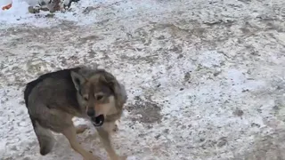 В Рязанской области собаки напали на двоих жителей поселка