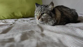 Не игрушки, а хищники: 6 диких пород котов - держат в страхе всю семью