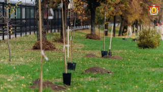 Высадку деревьев на улице Есенина в Рязани перенесли из-за массированной атаки БПЛА