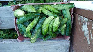 С 5 кустов — огурцов на всю родню: метод посадки с бутылками и яичной скорлупой удивит урожаем