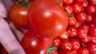 Когда лучше поливать томаты — утром или вечером: вы всю жизнь делали это не правильно