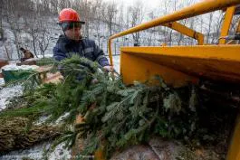 Рязанцев просят сдавать живые новогодние елки на переработку
