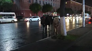 Фото дня: 2 лошади "припаркованы" на обочине Первомайского проспекта. Кажется, они не против