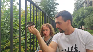 Стрижи падают на дороги в Кирове: биолог объяснил, почему это происходит и как помочь птицам
