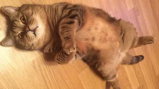 Мартовские котики: первая фотоподборка участников конкурса!