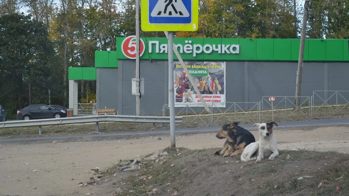 Новые жертвы бродячих собак: в Пронске загрызли пять коз